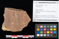 Foto (Objekt + Etikett) von Poacites ? sp. (NHMW-GEO-2024-0188-0384)